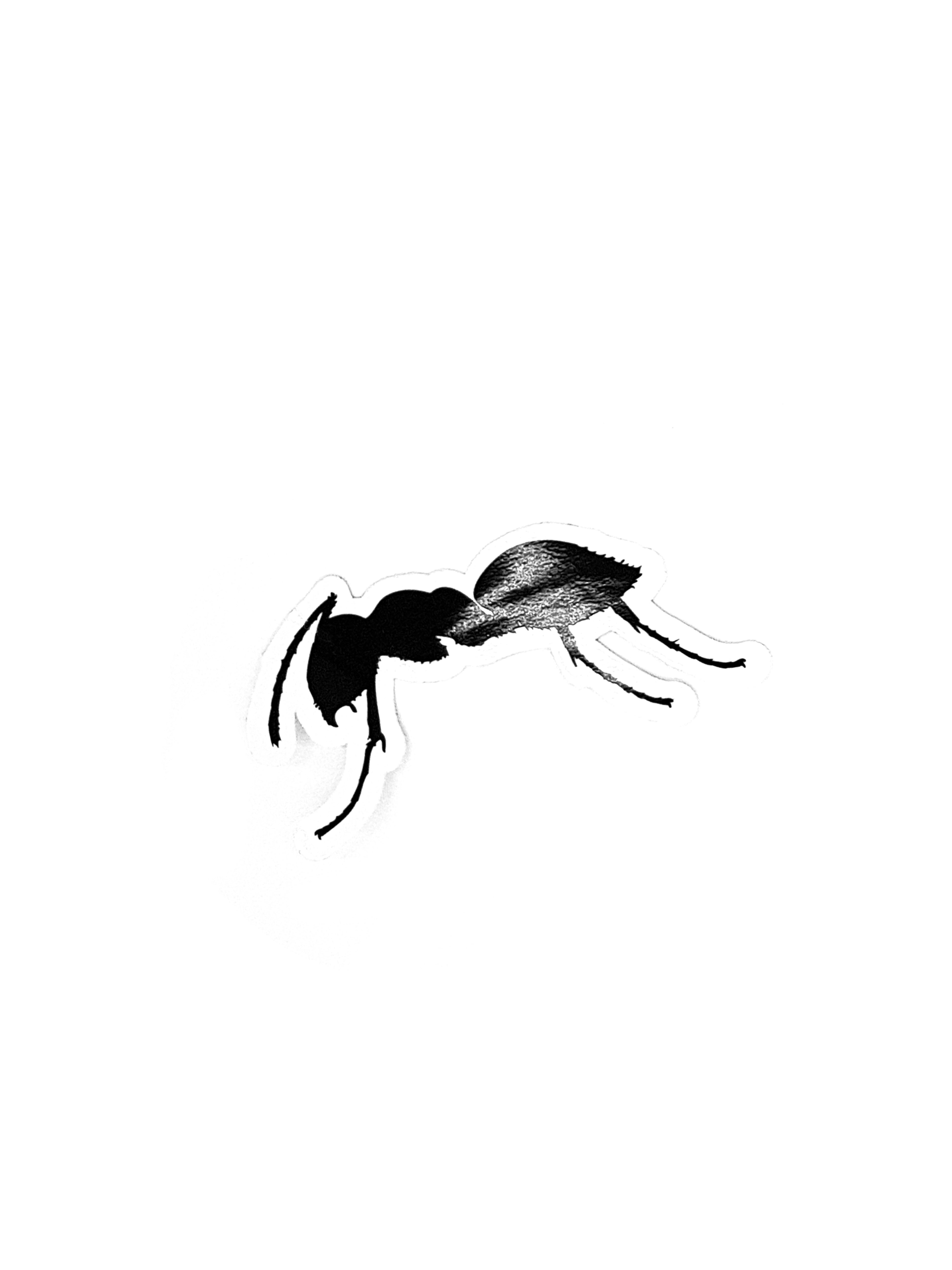 STICKER ANTS